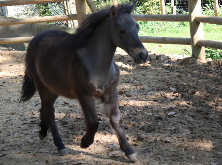 Thor Hawk, miniature horse